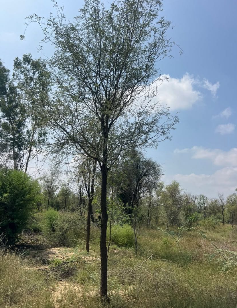Prosopis cineraria sourced through Global Trading's partner farm network