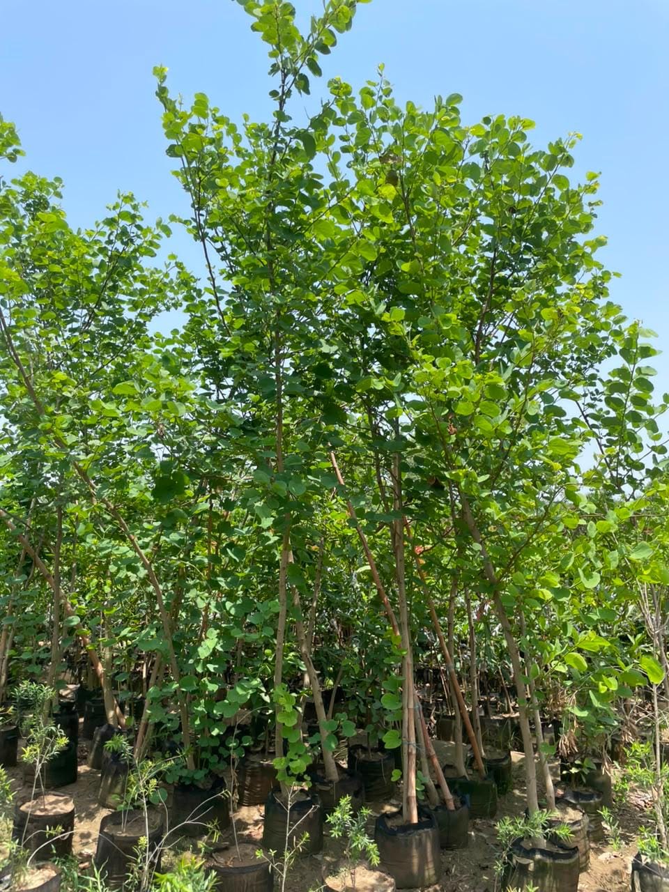Bauhinia sourced through Global Trading's partner farm network