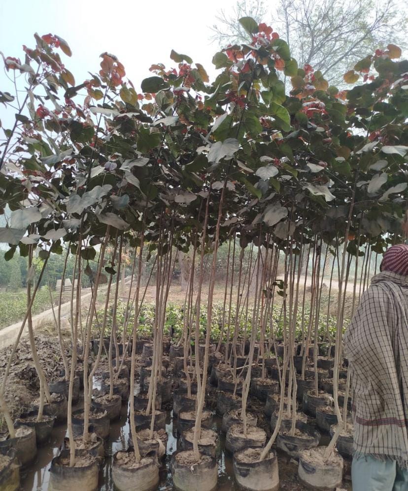 Hibiscus tiliaceus rubra sourced through Global Trading's partner farm network