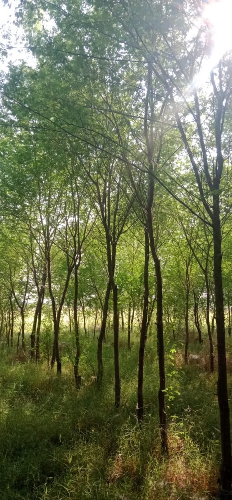 Acacia Arabica sourced through Global Trading's partner farm network