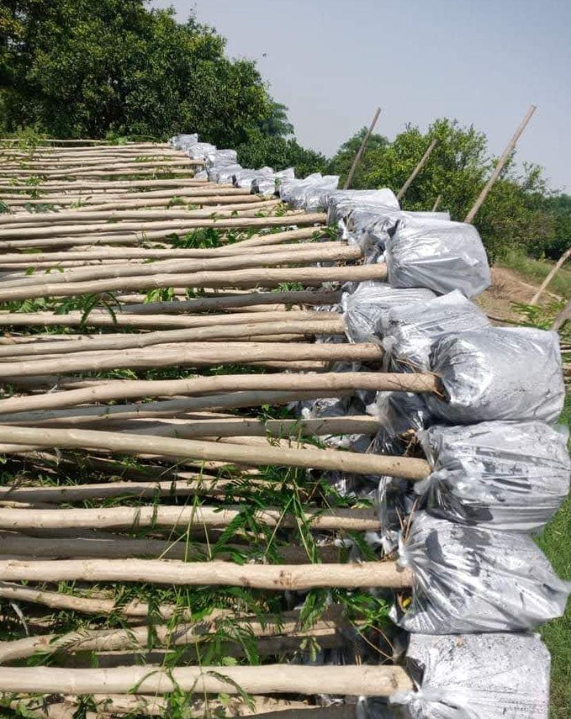 Albizzia lebbeck sourced through Global Trading's partner farm network
