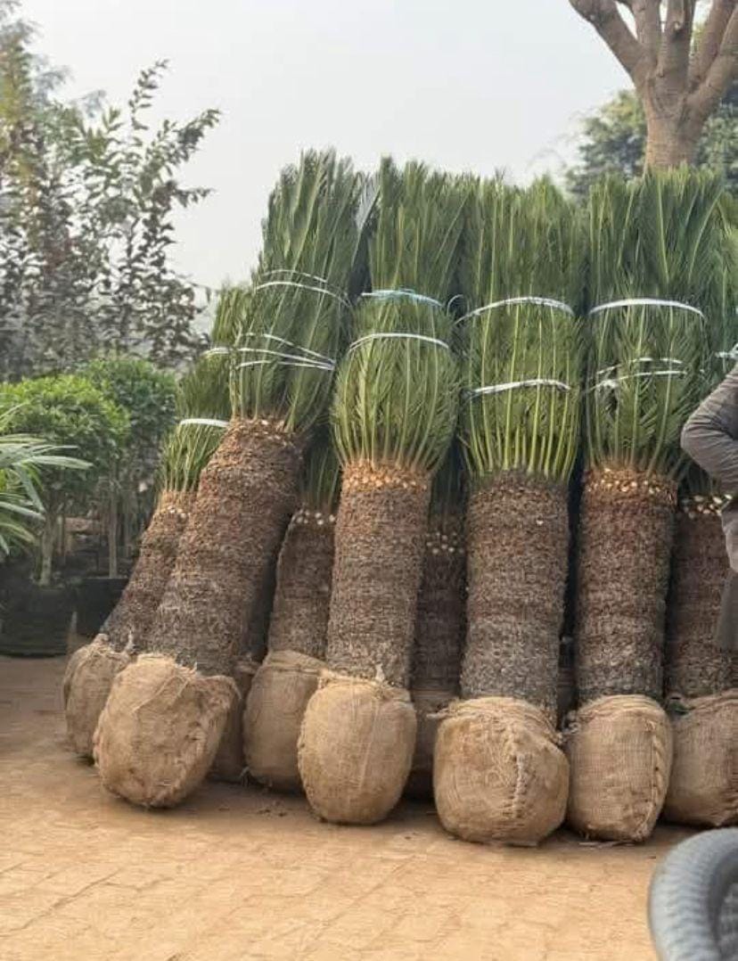 Cycas sourced through Global Trading's partner farm network