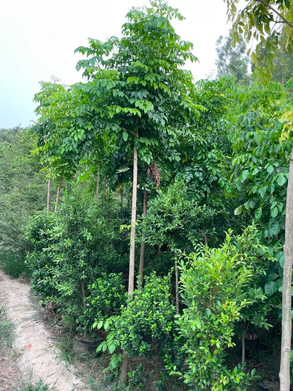 Pongamia sourced through Global Trading's partner farm network