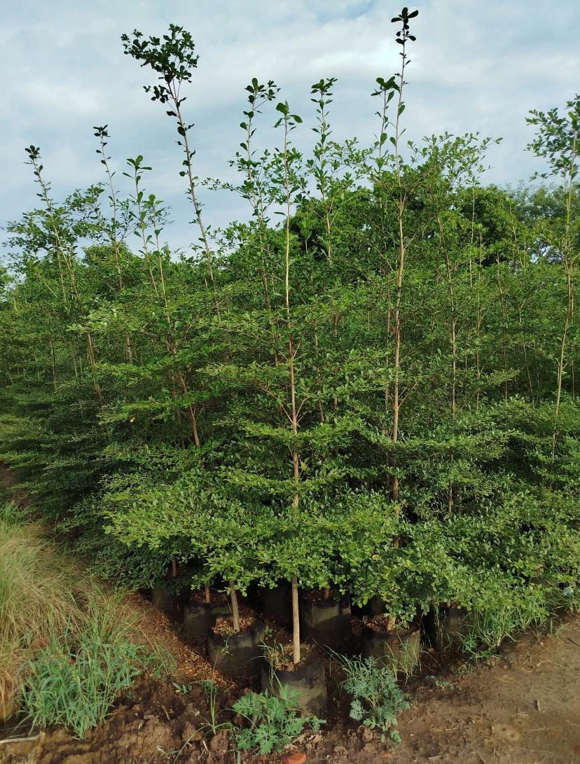 Terminalia sourced through Global Trading's partner farm network