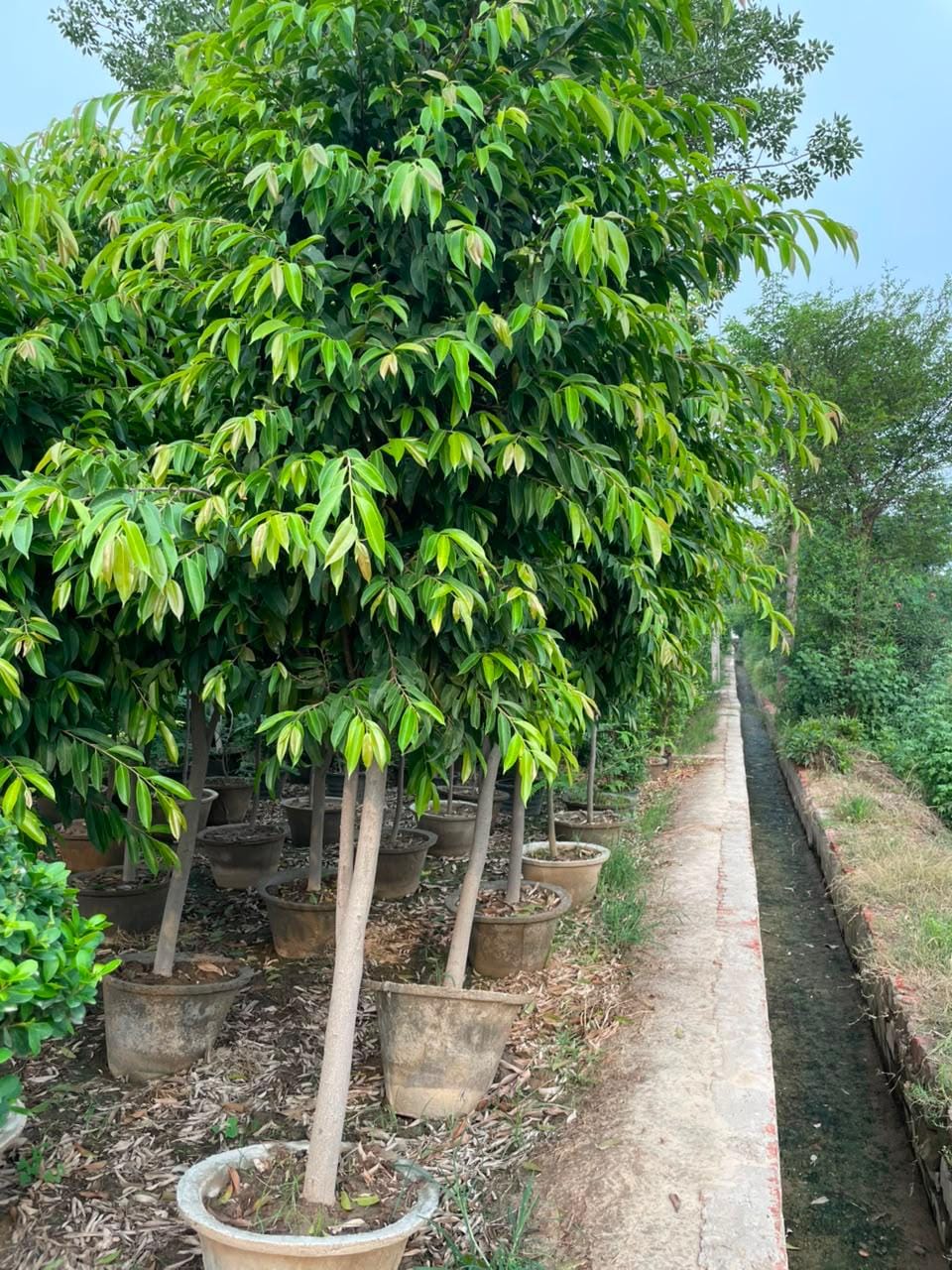 Ficus sourced through Global Trading's partner farm network