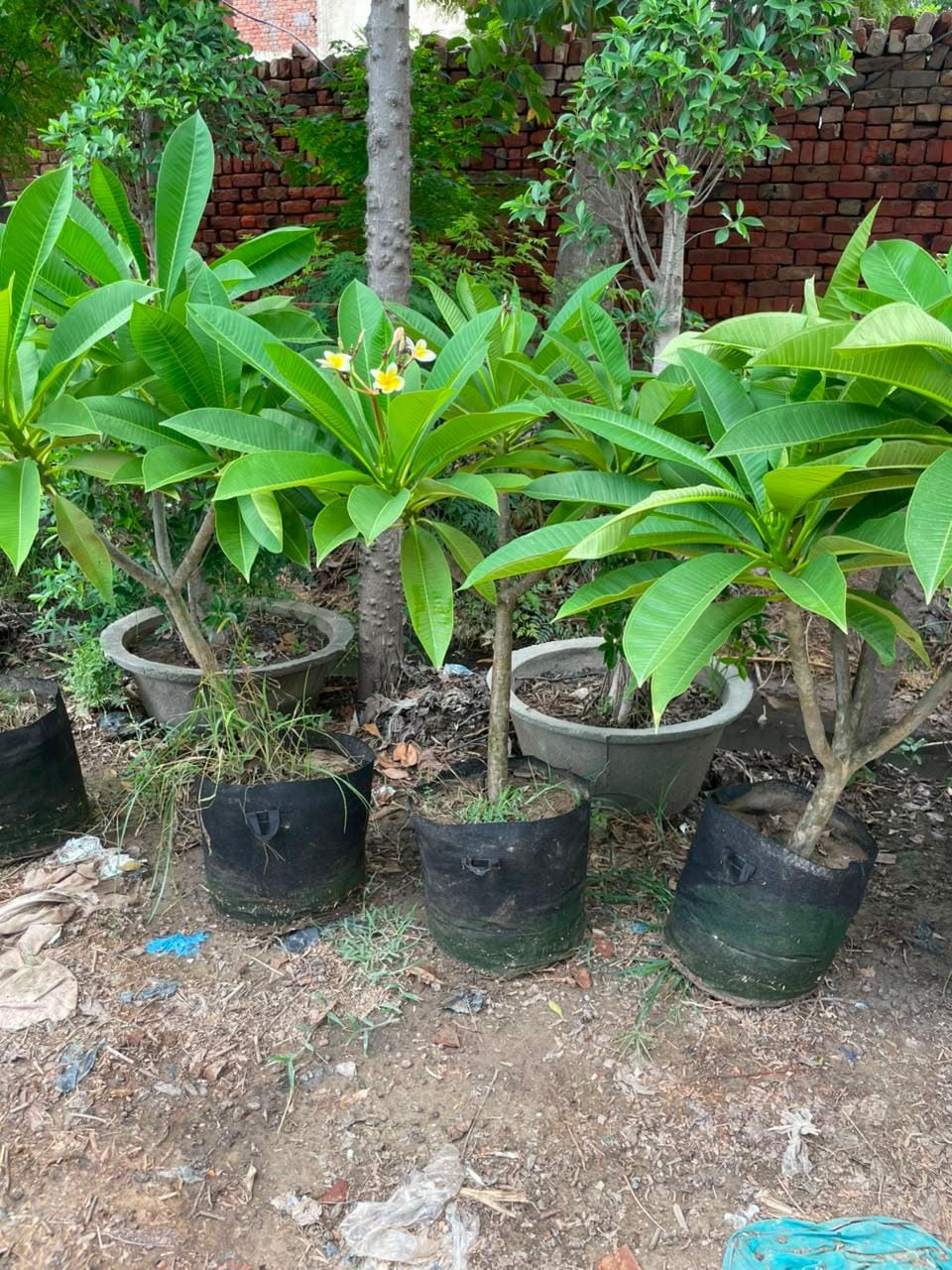 Plumeria sourced through Global Trading's partner farm network