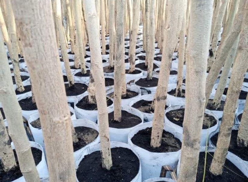Albizzia lebbeck sourced through Global Trading's partner farm network