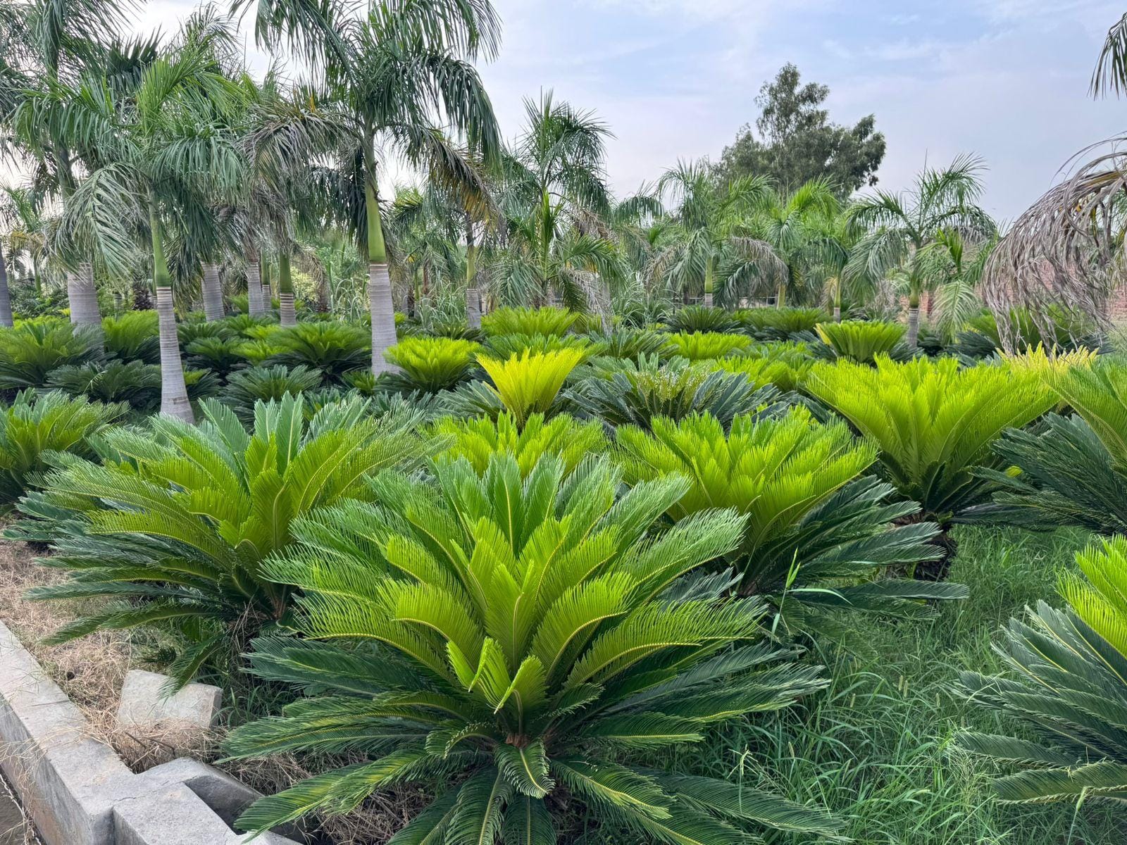 Cycas sourced through Global Trading's partner farm network