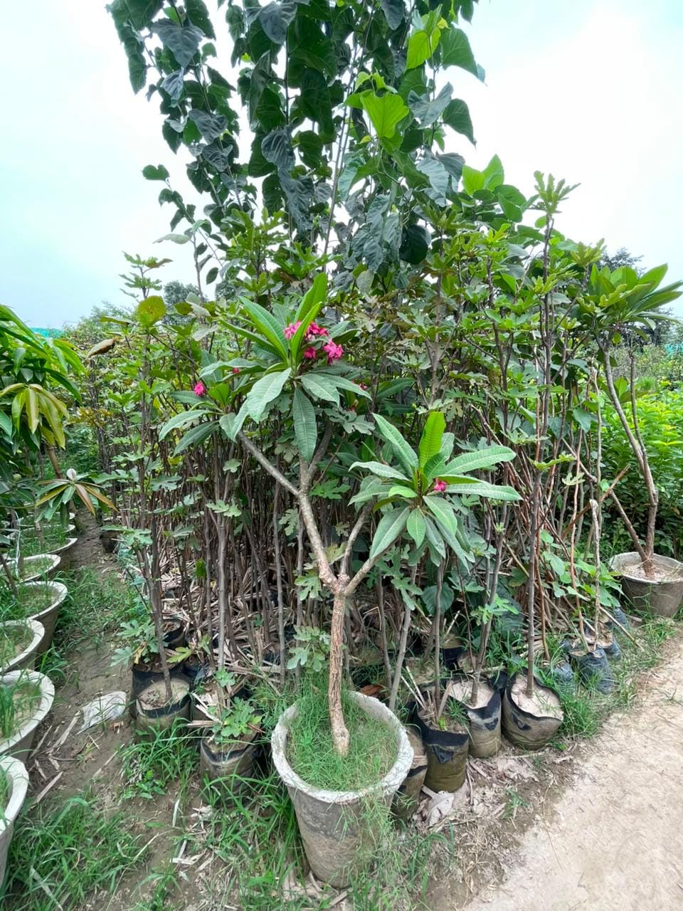 Plumeria sourced through Global Trading's partner farm network