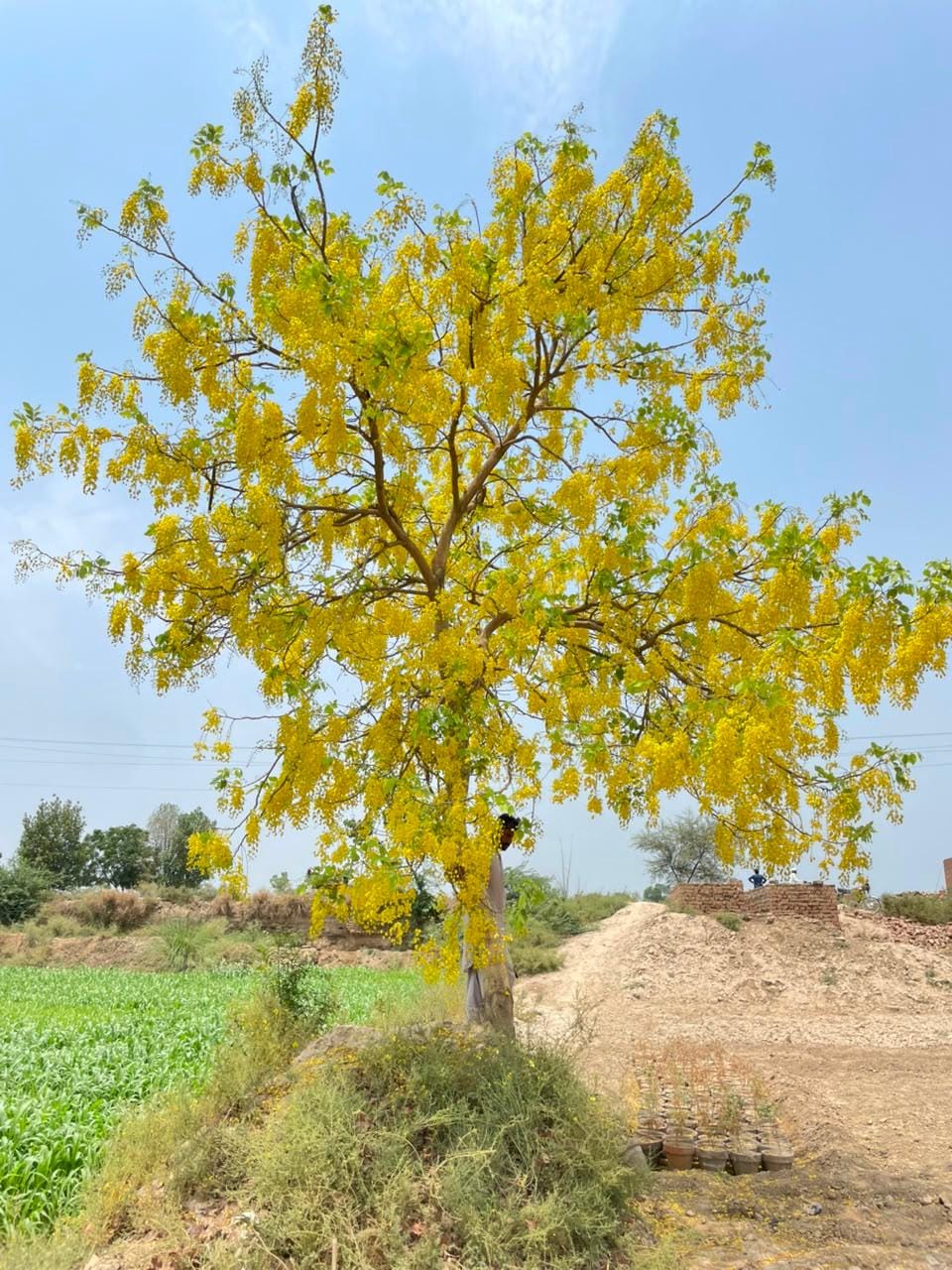 Cassia fistula sourced through Global Trading's partner farm network