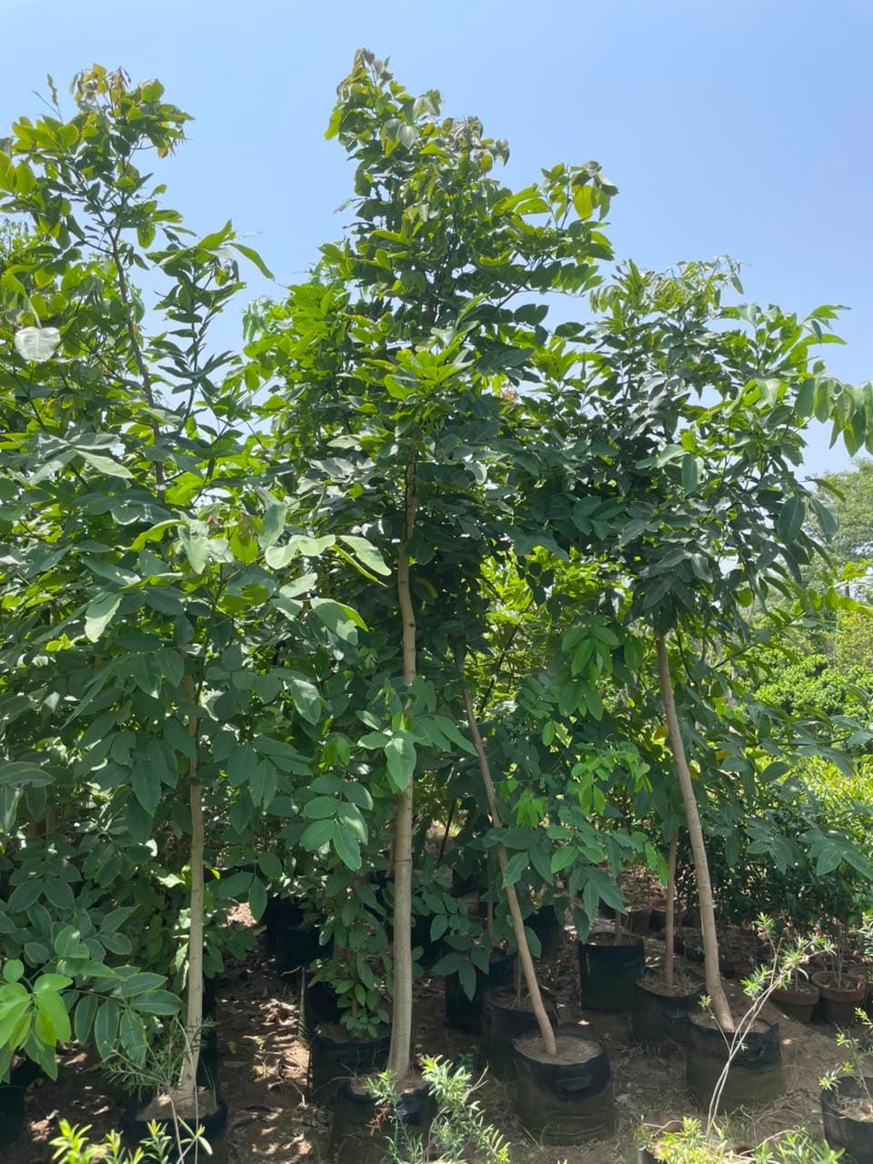 Cassia fistula sourced through Global Trading's partner farm network