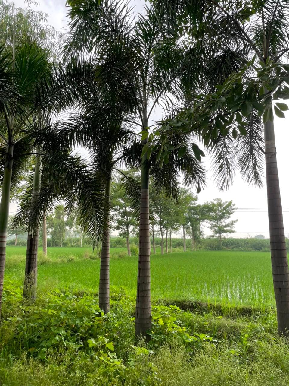 Foxtail Plant sourced through Global Trading's partner farm network