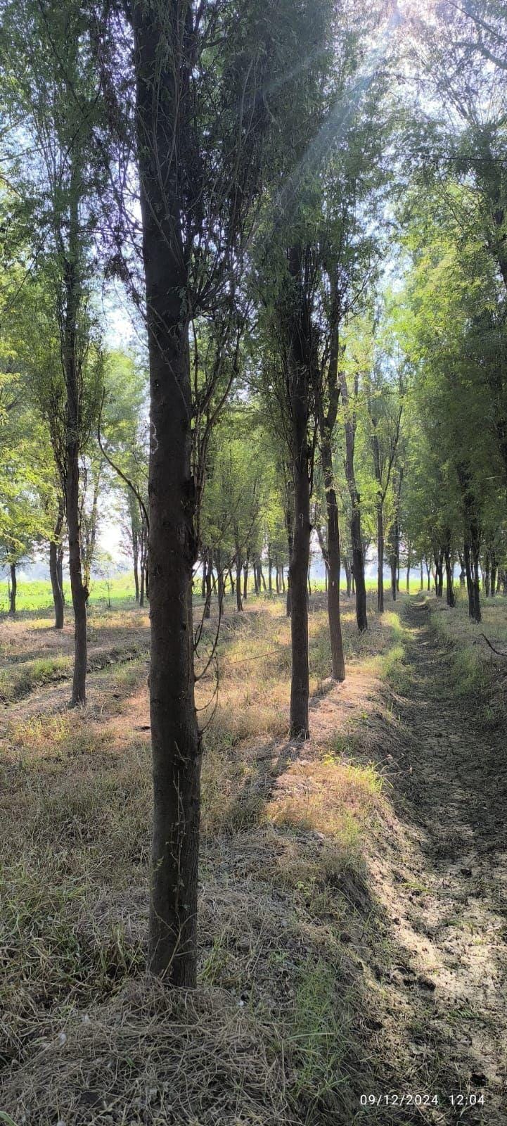 Acacia nilotica sourced through Global Trading's partner farm network