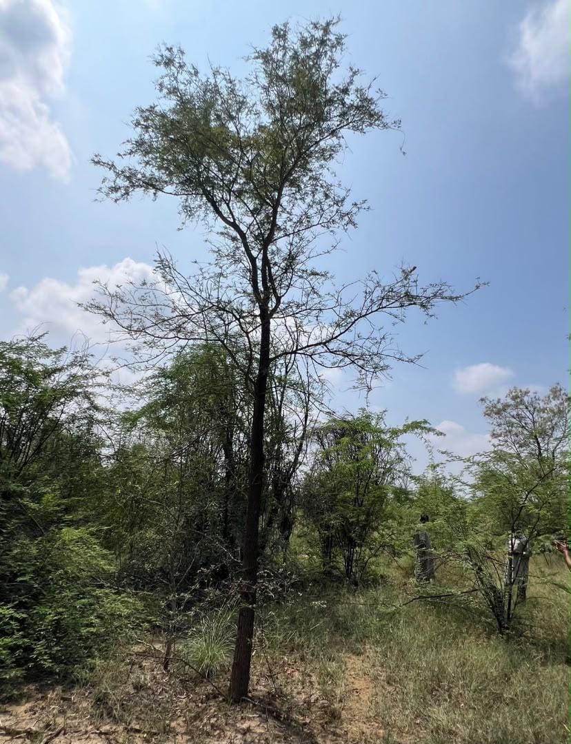 Prosopis cineraria sourced through Global Trading's partner farm network